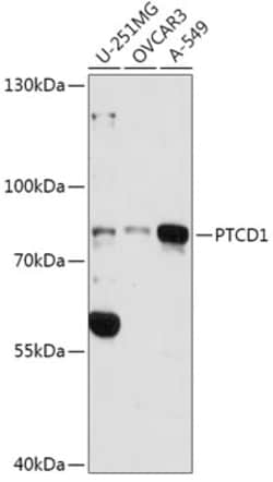 ABclonal Technology&nbsp;PTCD1 Rabbit pAb