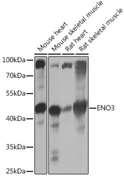 ABclonal Technology&nbsp;ENO3 Rabbit pAb
