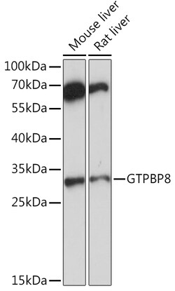 ABclonal Technology&nbsp;GTPBP8 Rabbit pAb