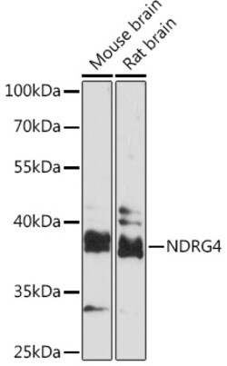 ABclonal Technology&nbsp;NDRG4 Rabbit pAb