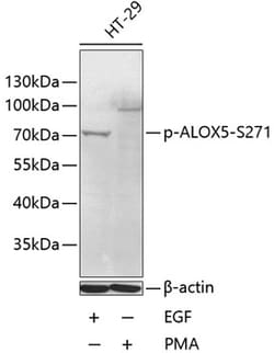 ABclonal Technology&nbsp;Phospho-ALOX5-S271 Rabbit pAb
