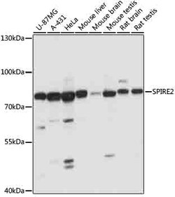 ABclonal Technology&nbsp;SPIRE2 Rabbit pAb