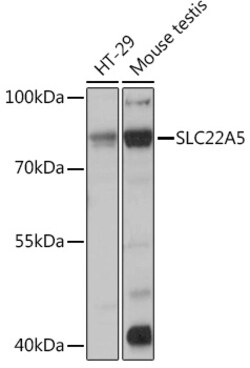 ABclonal Technology&nbsp;SLC22A5 Rabbit pAb