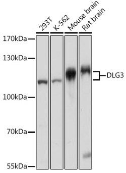 ABclonal Technology&nbsp;DLG3 Rabbit pAb