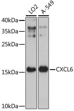 ABclonal Technology&nbsp;CXCL6 Rabbit pAb