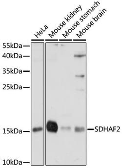 ABclonal Technology&nbsp;SDHAF2 Rabbit pAb