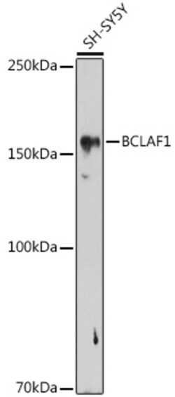ABclonal Technology&nbsp;BCLAF1 Rabbit pAb