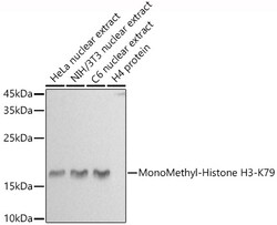 ABclonal Technology&nbsp;MonoMethyl-Histone H3-K79 Rabbit pAb