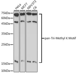 ABclonal Technology&nbsp;pan-Tri-Methyl lysine Rabbit pAb