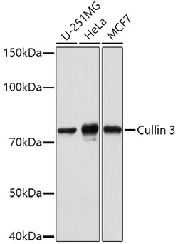 ABclonal Technology&nbsp;Cullin 3 Rabbit pAb