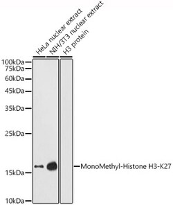 ABclonal Technology&nbsp;MonoMethyl-Histone H3-K27 Rabbit pAb