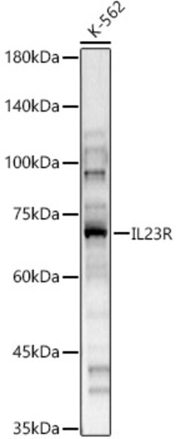 ABclonal Technology&nbsp;IL23R Rabbit pAb