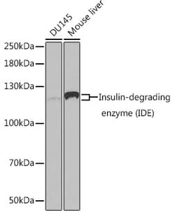 ABclonal Technology&nbsp;[KO Validated] Insulin-degrading enzyme (IDE) Rabbit pAb