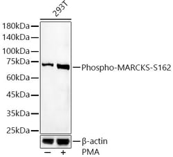 ABclonal Technology&nbsp;Phospho-MARCKS-S162 Rabbit pAb
