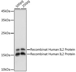 ABclonal Technology&nbsp;IL2 Rabbit pAb