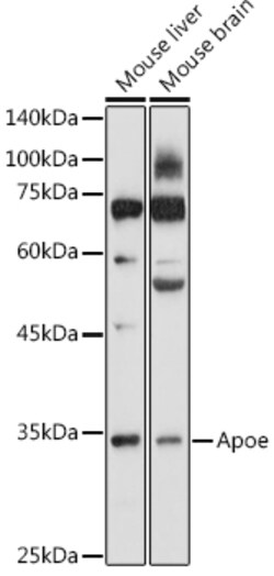 ABclonal Technology&nbsp;Apoe Rabbit pAb