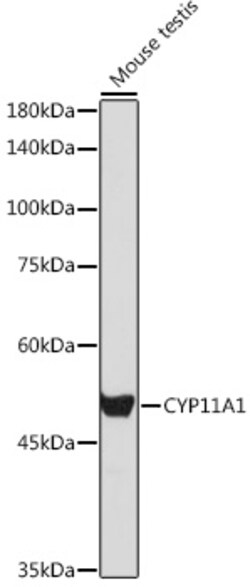 ABclonal Technology&nbsp;CYP11A1 Rabbit pAb