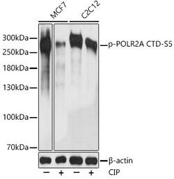 ABclonal Technology&nbsp;Phospho-POLR2A CTD-S5 Rabbit pAb