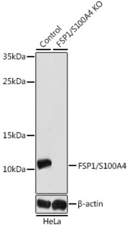ABclonal Technology&nbsp;FSP1/S100A4 Rabbit pAb