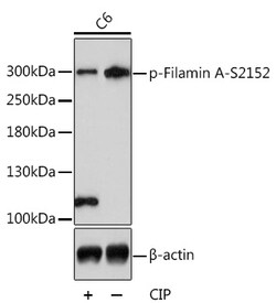 ABclonal Technology&nbsp;Phospho-Filamin A-S2152 Rabbit pAb