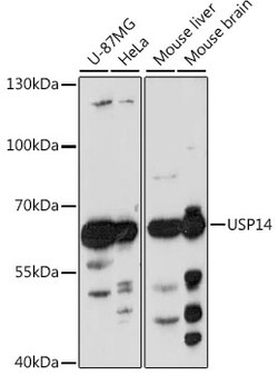 ABclonal Technology&nbsp;USP14 Rabbit pAb
