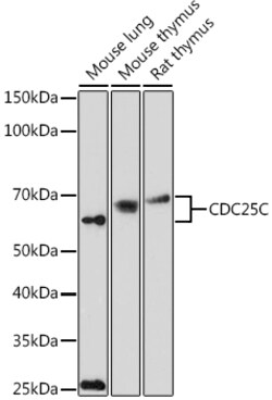 ABclonal Technology&nbsp;CDC25C Rabbit pAb