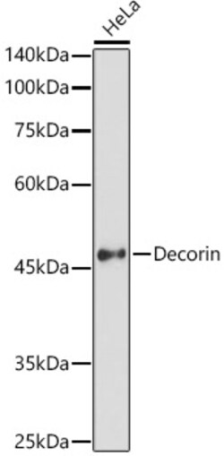 ABclonal Technology&nbsp;Decorin Rabbit pAb