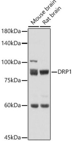 ABclonal Technology&nbsp;DRP1 Rabbit pAb