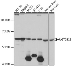 ABclonal Technology&nbsp;UGT2B15 Rabbit pAb