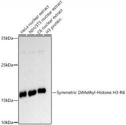ABclonal Technology Symmetric DiMethyl-Histone H3-R8 Rabbit pAb, Quantity: