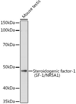 ABclonal Technology&nbsp;Steroidogenic factor-1 (SF-1/NR5A1) Rabbit pAb