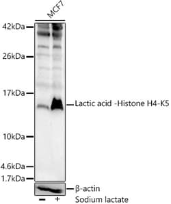 ABclonal Technology&nbsp;Lactic acid -Histone H4-K5 Rabbit pAb