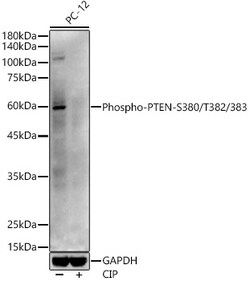 ABclonal Technology&nbsp;Phospho-PTEN-S380/T382/383 Rabbit pAb