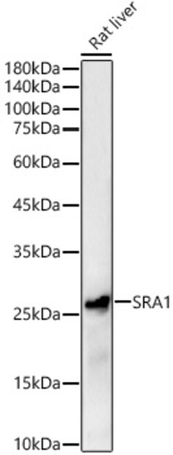 ABclonal Technology&nbsp;SRA1 Rabbit pAb
