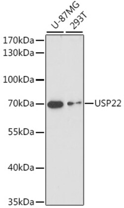 ABclonal Technology&nbsp;USP22 Rabbit pAb