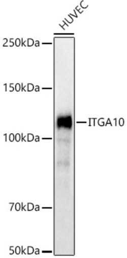 ABclonal Technology&nbsp;ITGA10 Rabbit pAb