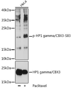 ABclonal Technology&nbsp;Phospho-HP1 gamma/CBX3-S83 Rabbit pAb