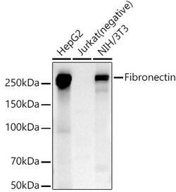 ABclonal Technology&nbsp;Fibronectin Rabbit pAb
