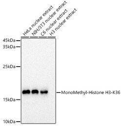 ABclonal Technology&nbsp;MonoMethyl-Histone H3-K36 Rabbit pAb