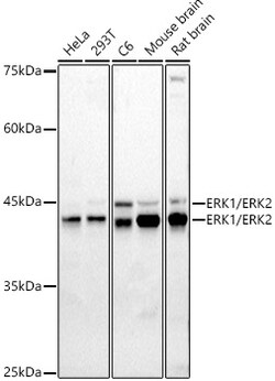 ABclonal Technology&nbsp;ERK1 / ERK2 Rabbit pAb
