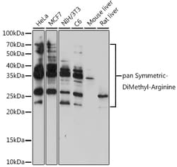 ABclonal Technology&nbsp;pan-Symmetric Di-Methyl Arginine Rabbit pAb