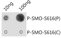 ABclonal Technology&nbsp;Phospho-SMO-S616 Rabbit pAb