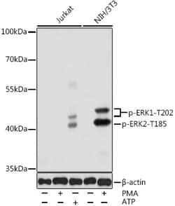 ABclonal Technology&nbsp;Phospho-ERK1-T202 + ERK2-T185 Rabbit pAb