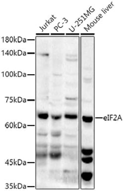 ABclonal Technology&nbsp;eIF2A Rabbit pAb