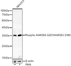 ABclonal Technology&nbsp;Phospho-MAP2K6-S207/MAP2K3-S189 Rabbit pAb