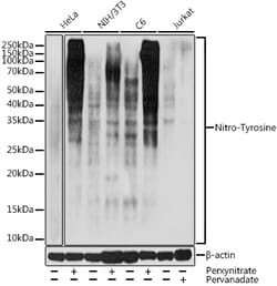 ABclonal Technology&nbsp;Nitro-Tyrosine Rabbit pAb