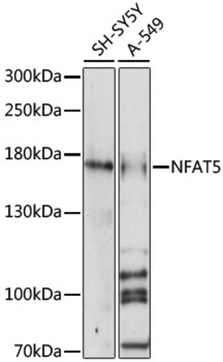 ABclonal Technology&nbsp;NFAT5 Rabbit pAb