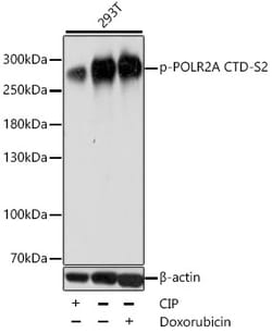 ABclonal Technology Phospho-POLR2A CTD-S2 Rabbit pAb, Quantity: Each of