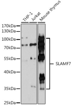 ABclonal Technology&nbsp;SLAMF7 Rabbit pAb