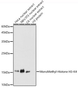 ABclonal Technology&nbsp;MonoMethyl-Histone H3-K4 Rabbit pAb